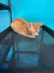 A young medium-sized male Domestic Short Hair cat named Henry for adoption in Chico, CA