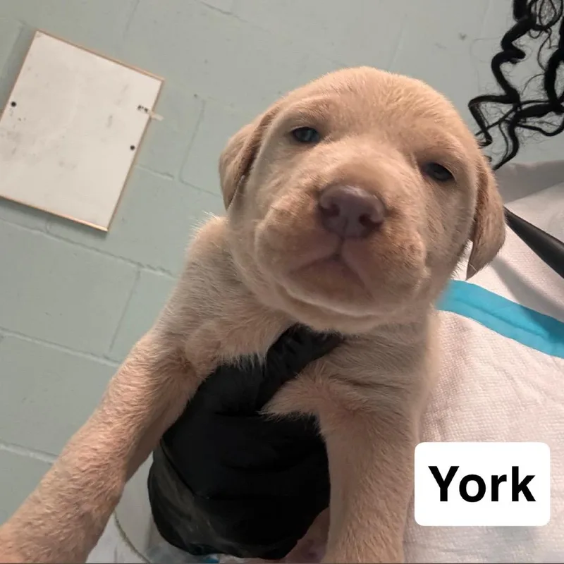 A baby medium-sized male Yellow / Tan / Blond / Fawn Mixed Breed dog named York for adoption in LOXAHATCHEE, FL