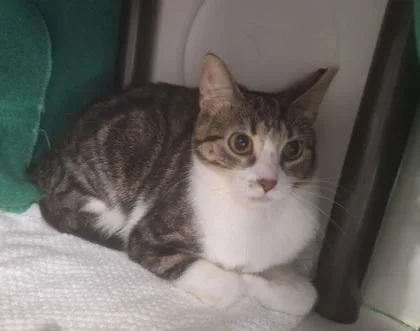 A young medium-sized male Domestic Short Hair cat named Gumba for adoption in Gwinn, MI