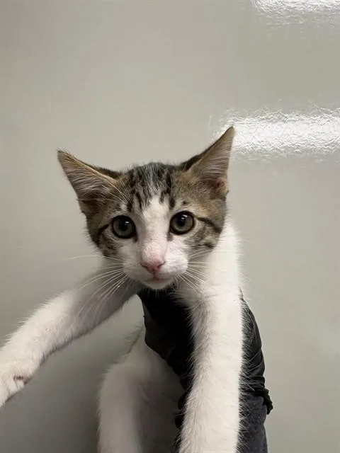 A baby small-sized male Domestic Short Hair cat named Mochi for adoption in Ontario, CA