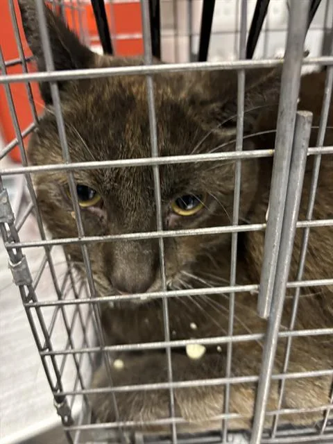 An adult extra large-sized male Domestic Short Hair cat named Simba for adoption in Las Vegas, NV