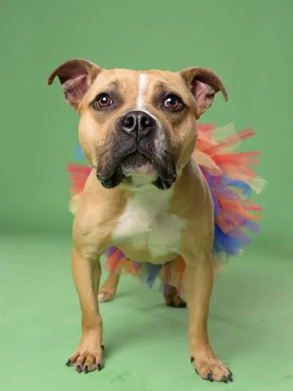An adult medium-sized female Mixed Breed dog named Miyah for adoption in Atlanta, GA