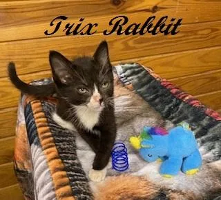 A baby medium-sized male Black & White / Tuxedo Tuxedo cat named Trix Rabbit for adoption in Southern Pines, NC