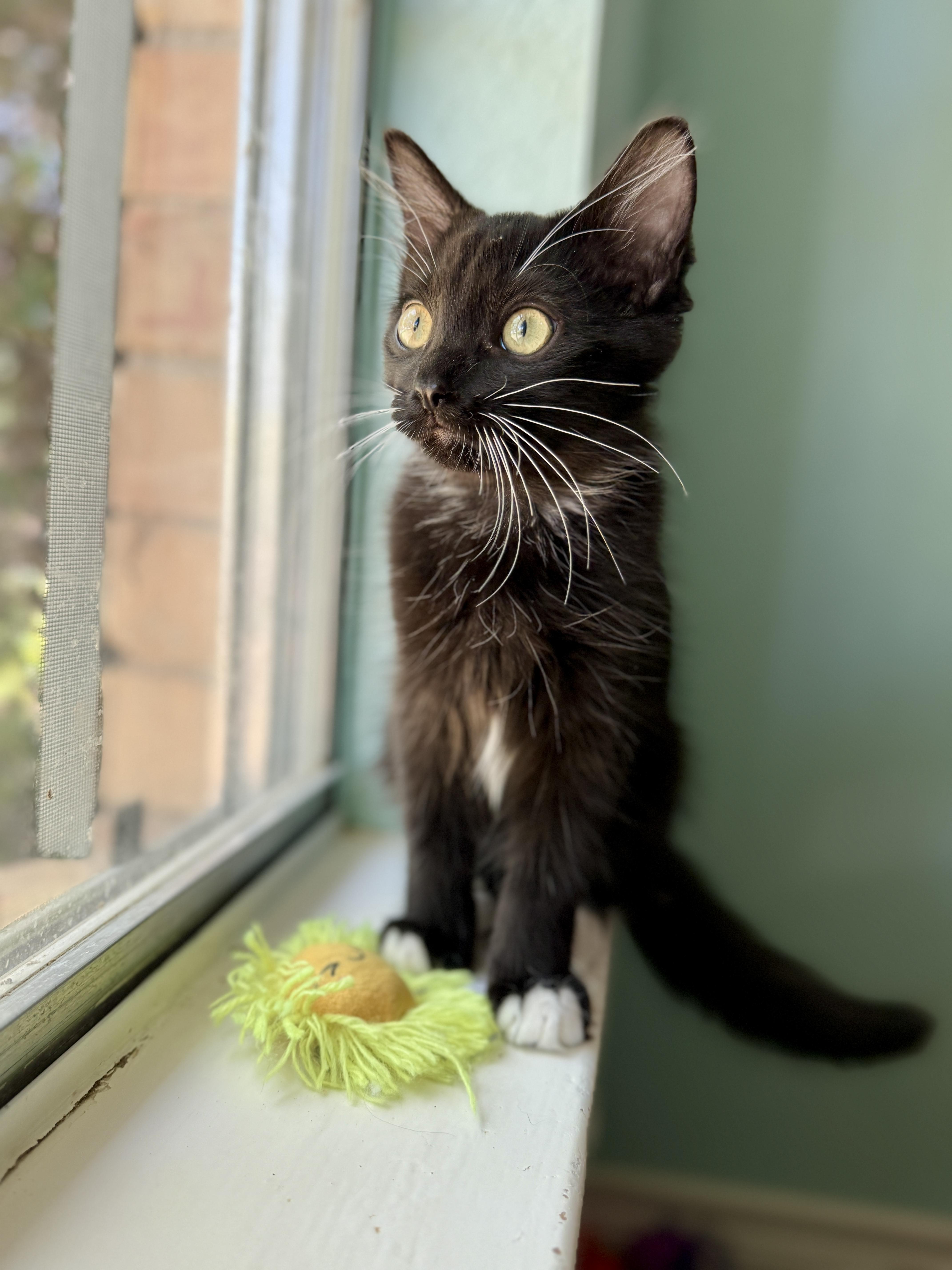 A baby medium-sized male Domestic Short Hair cat named Socks for adoption in Keller, TX