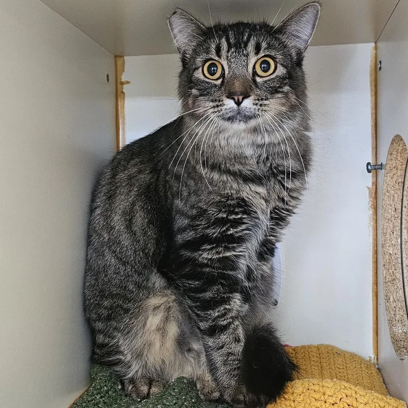 An adult medium-sized female Domestic Short Hair cat named Tuffy for adoption in Tulsa, OK