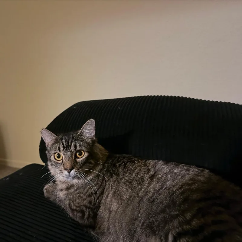 Tuffy thumbnail 4