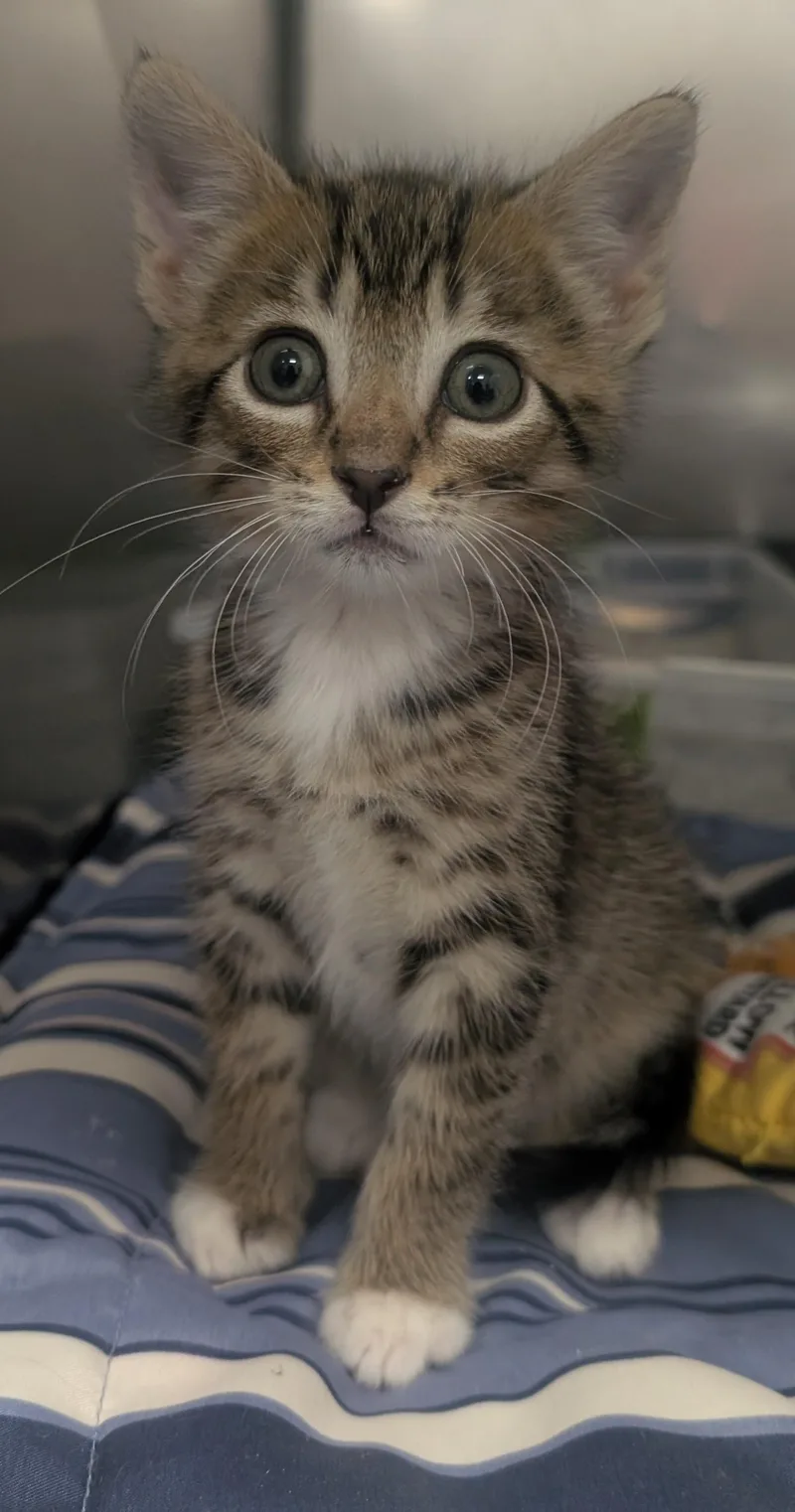 A young small-sized male Tabby (Brown / Chocolate) Domestic Short Hair cat named Orlando for adoption in New Ulm, MN