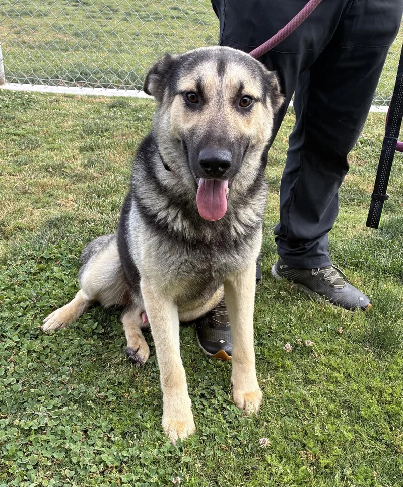 An adult large-sized male Bicolor German Shepherd Dog dog named Gemini for adoption in Delano, CA