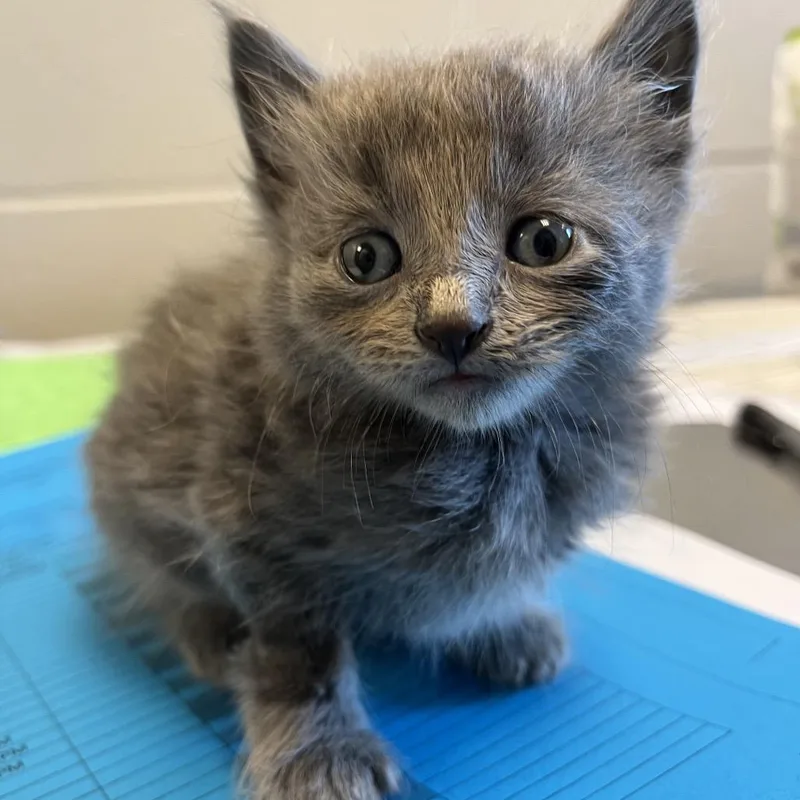 A young medium-sized female Gray / Blue / Silver Domestic Medium Hair cat named Bluebell for adoption in Council Bluffs, IA