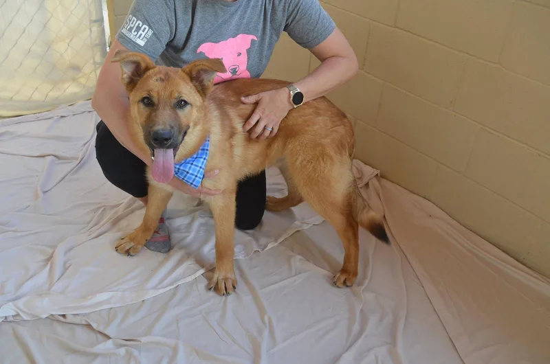 A baby large-sized male Shepherd dog named Fonzie for adoption in McKinney, TX