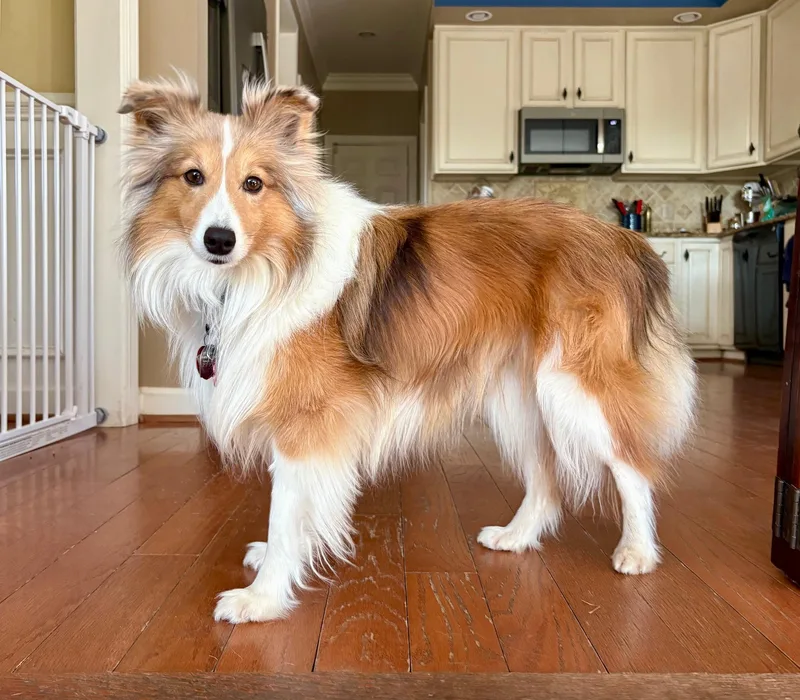 An adult small-sized male Sable Shetland Sheepdog / Sheltie dog named Champ for adoption in Abingdon, MD