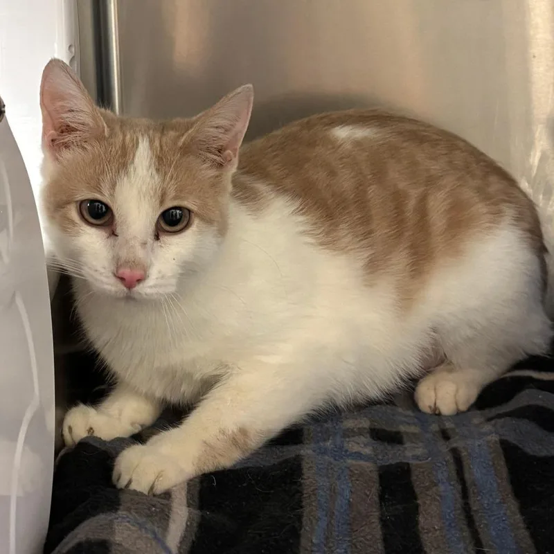 An adult medium-sized female Domestic Short Hair cat named Gidget for adoption in Chippewa Falls, WI