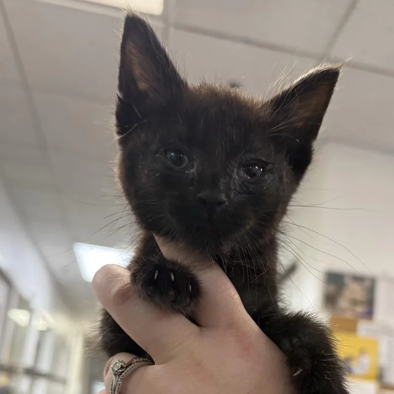 A baby small-sized male Black Domestic Short Hair cat named M&m for adoption in Los Angeles, CA