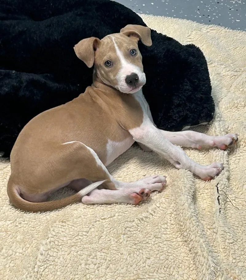 A baby medium-sized female Pit Bull Terrier dog named Chloe for adoption in Seven Points, TX