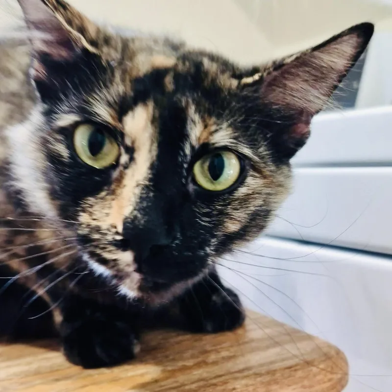 An adult medium-sized female Calico American Shorthair cat named Eeve for adoption in Bertram, TX