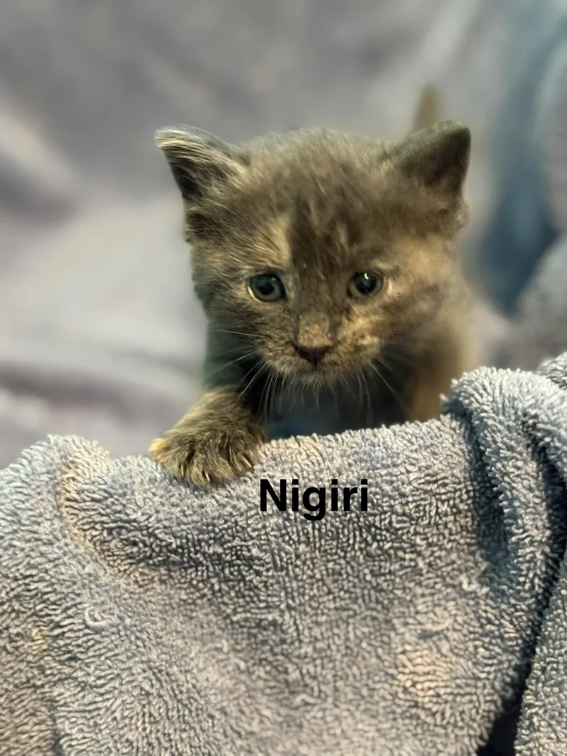 A baby medium-sized female Dilute Tortoiseshell Domestic Short Hair cat named Nigiri for adoption in Houston, TX