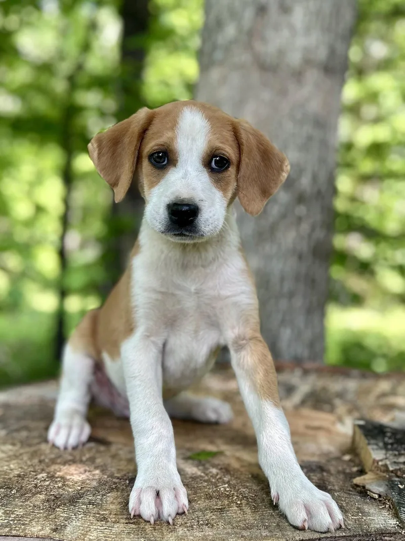 A baby large-sized male Hound dog named Rolo for adoption in Nashville, TN