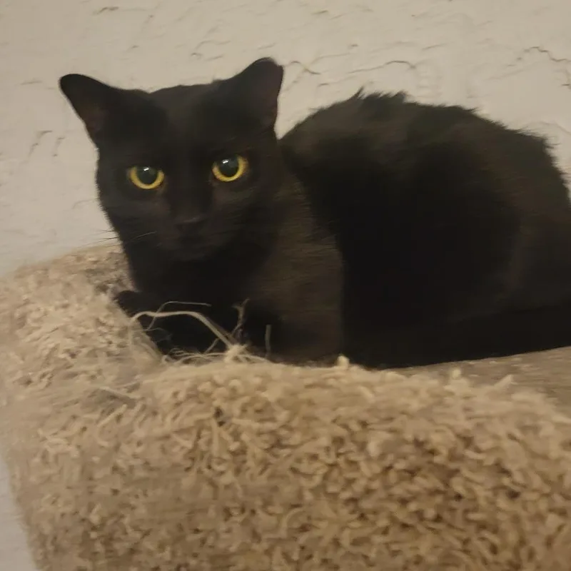 An adult medium-sized female Domestic Short Hair cat named Ronnie for adoption in Portage, MI