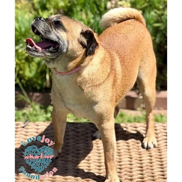 A senior small-sized male Brown / Chocolate Puggle dog named King Leo COH for adoption in Inglewood, CA