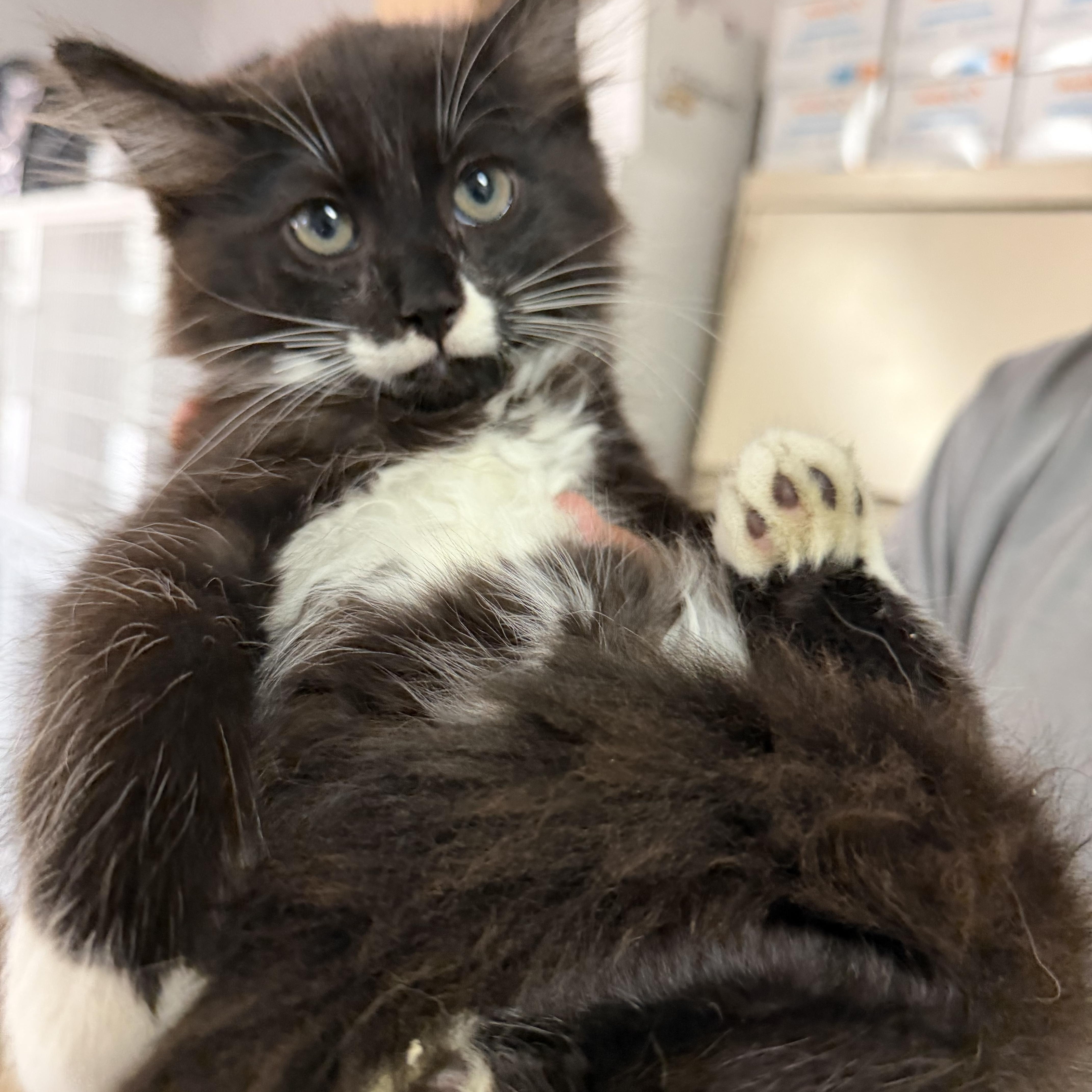 A baby medium-sized male Domestic Medium Hair cat named Their for adoption in Columbia, SC
