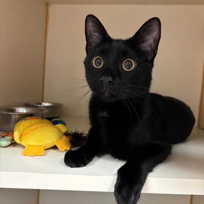 A young medium-sized male Black Domestic Short Hair cat named Onyx for adoption in South Elgin, IL