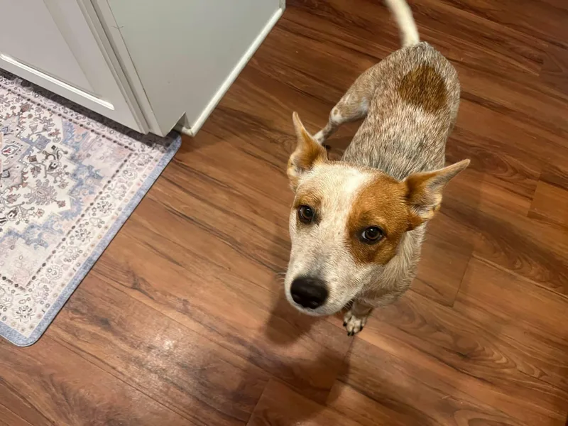 An adult medium-sized female Australian Cattle Dog / Blue Heeler dog named Little Girl for adoption in Bradenton, FL
