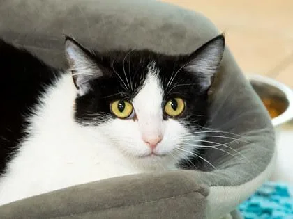 A young small-sized female Domestic Medium Hair cat named Henrietta for adoption in Longmont, CO