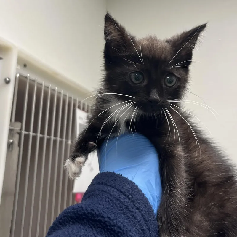A baby small-sized female Black Domestic Short Hair cat named 71739 for adoption in Harrisonburg, VA