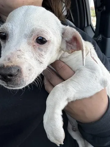 A baby small-sized male Chihuahua dog named Troy for adoption in Salinas, CA