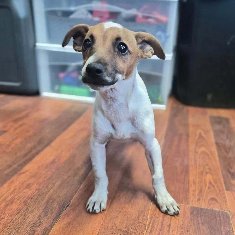 A baby medium-sized female Brown / Chocolate Jack Russell Terrier dog named Foxxy for adoption in Wahiawa, HI