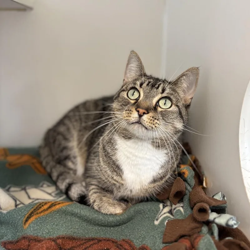 An adult small-sized female Brown / Chocolate Domestic Short Hair cat named Pauline for adoption in Fargo, ND