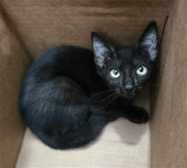 A baby medium-sized female Domestic Short Hair cat named Vivian for adoption in Dallas, TX
