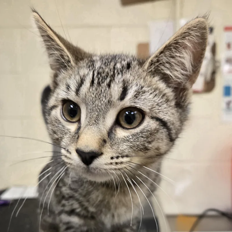 A young small-sized male Brown / Chocolate Domestic Short Hair cat named Gill for adoption in Xenia , OH