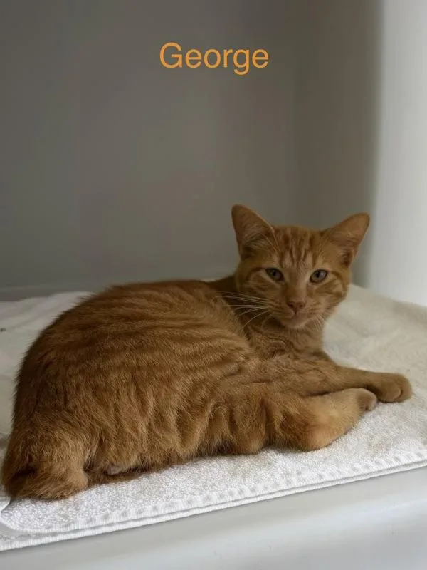 A baby medium-sized male Domestic Short Hair cat named George for adoption in Canton, GA
