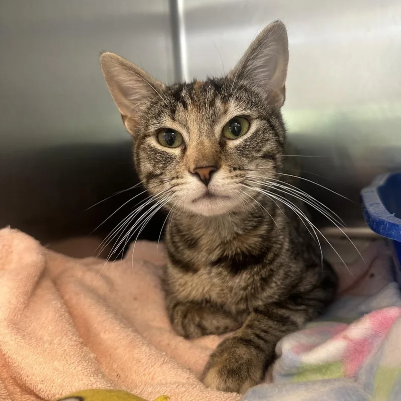 An adult medium-sized female Brown / Chocolate Domestic Short Hair cat named Farrah for adoption in Columbia Station, OH