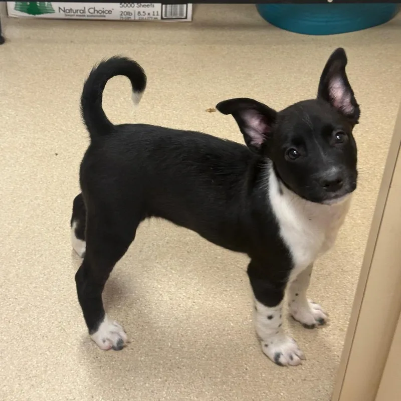 A baby small-sized male Black Mixed Breed dog named Ozzy for adoption in Fort Bragg, CA