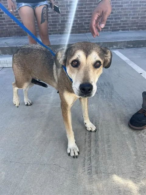An adult large-sized female German Shepherd Dog dog named Calissa for adoption in Killeen, TX