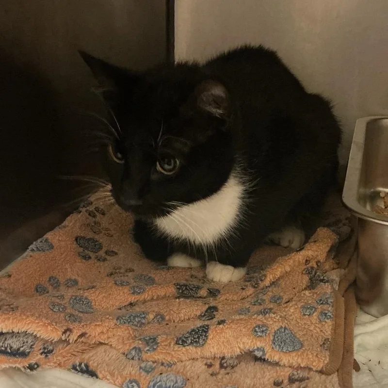 A young small-sized female Black Domestic Short Hair cat named Willow for adoption in Elizabeth City, NC
