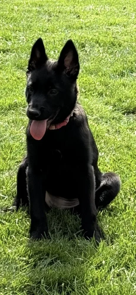 A baby small-sized female Belgian Shepherd / Malinois dog named Moon Litter  Ayla for adoption in Imlay City, MI