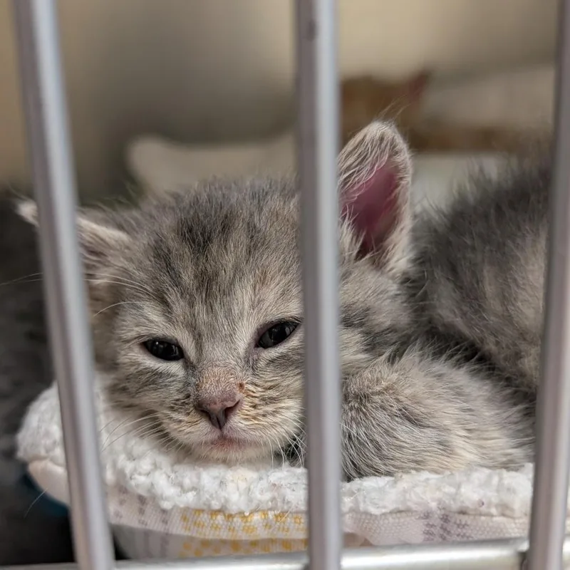 A baby small-sized female Gray / Blue / Silver Domestic Short Hair cat named Smoke Detector for adoption in Toledo, OH