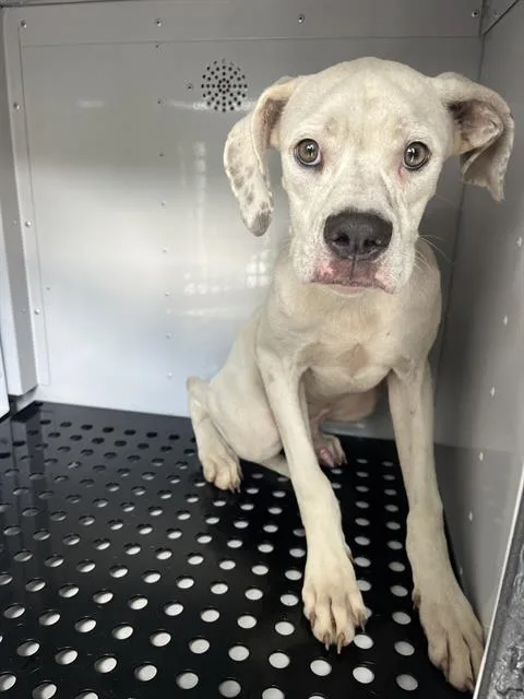 A young medium-sized male Mixed Breed dog named Spot for adoption in Palmetto, FL