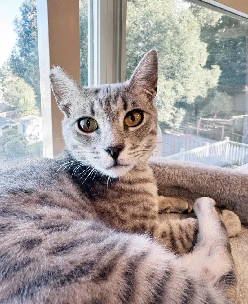 A young medium-sized female Tabby cat named Pip for adoption in Alameda, CA