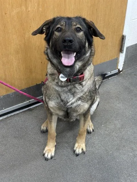 An adult medium-sized female German Shepherd Dog dog named Bella for adoption in Upper Marlboro, MD