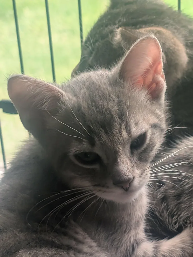 A baby medium-sized male Tabby (Gray / Blue / Silver) Domestic Short Hair cat named Ozzy for adoption in fennville, MI