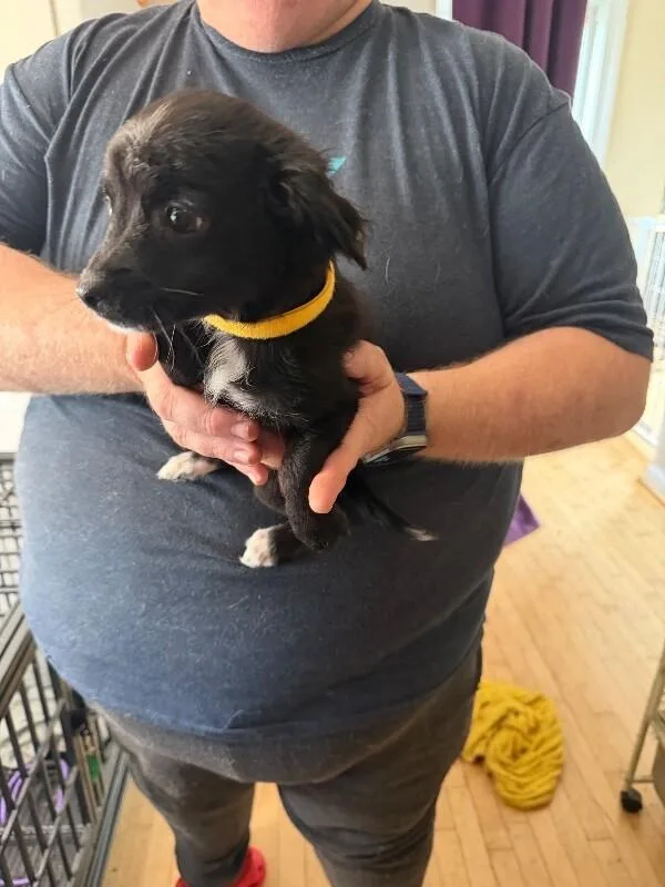 A baby small-sized female Black Chihuahua dog named Blue Fish for adoption in Partlow, VA
