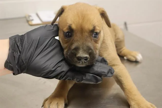 A baby small-sized female Mixed Breed dog named Sasha for adoption in Columbia, SC