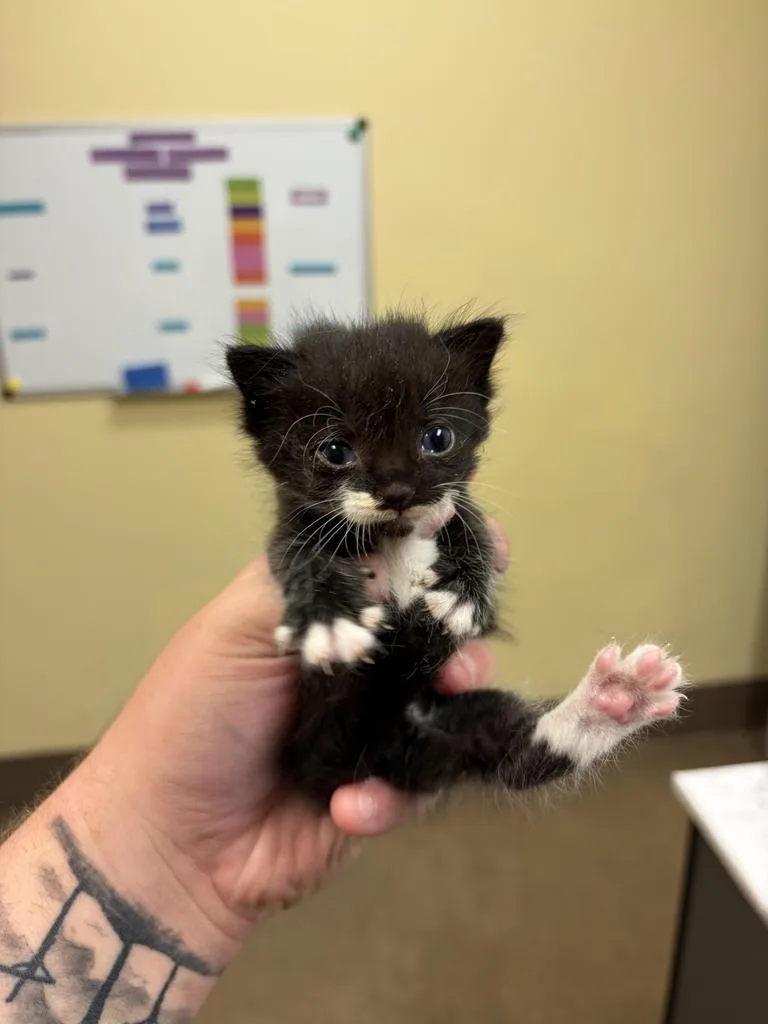 A baby medium-sized male Domestic Short Hair cat named Suit ✅ for adoption in Florence, SC