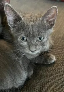 A baby small-sized female Domestic Short Hair cat named Baby for adoption in Camarillo, CA