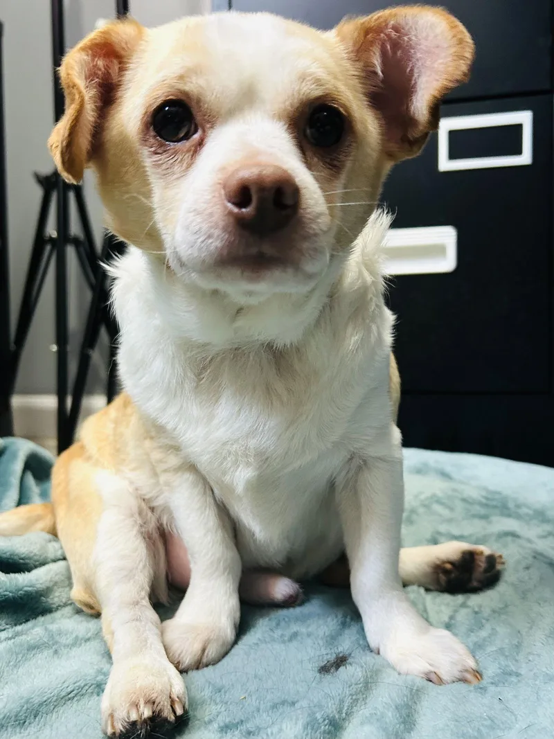 An adult medium-sized male Chihuahua dog named Casper And Tubbz for adoption in Elizabethtown, PA