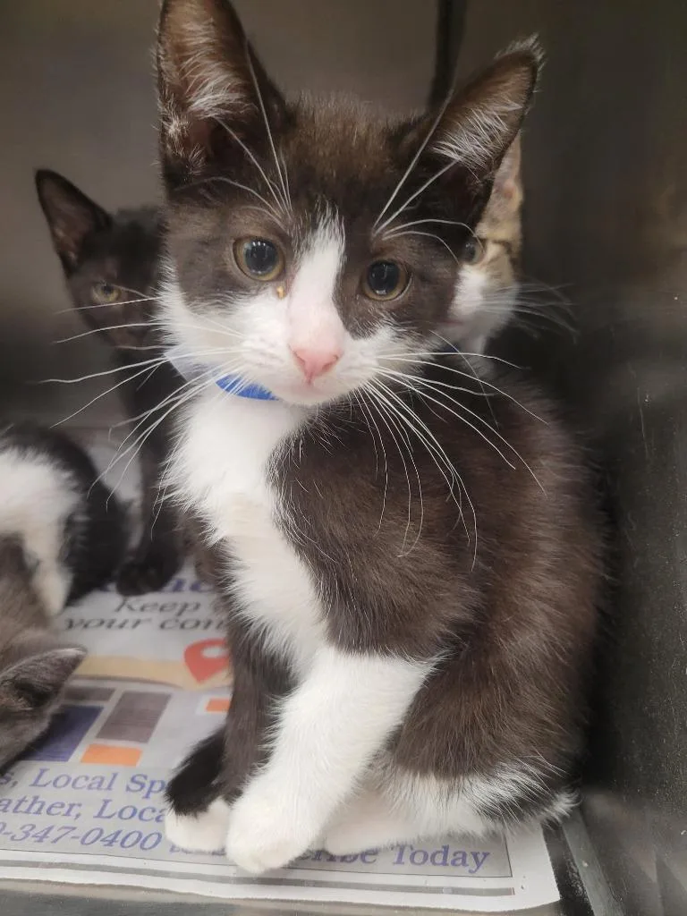 A baby small-sized male Domestic Short Hair cat named Tacoma for adoption in Angola, IN